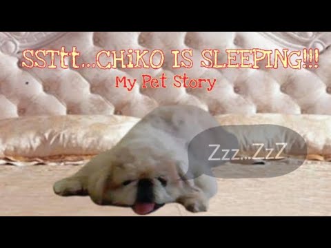 Video: Berapa Banyak Anjing Tidur?