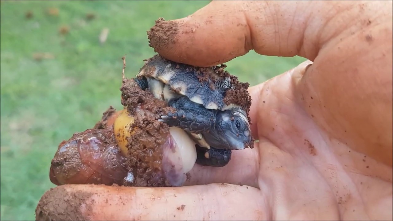 SALVEI MAIS UM FILHOTE DE JABUTI NO NINHO YouTube SALVEI MAIS UM FILHOTE DE JABUTI NO NINHO YouTube