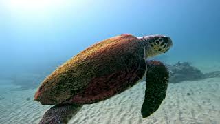 Caretta caretta - Loggerhead sea turtle - צב ים חום