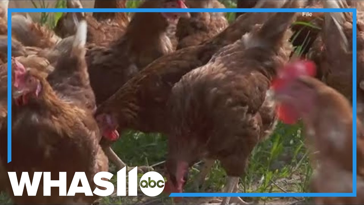 CDC confirms first US human bird flu case linked to backyard flock ...