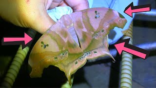 GIANT MOTHS Came to my INSECT TRAP