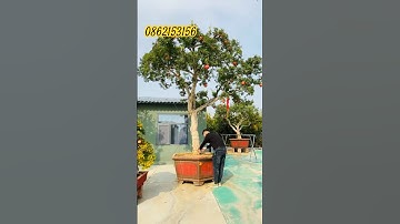 Lựu Đỏ phong thủy đẳng cấp (0862153156) #shorts #lựu đỏ