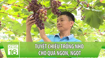 Tuyệt chiêu trồng nho cho quả ngon, ngọt | Làm nông đúng cách | VTC16
