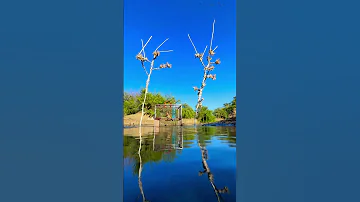 خرير المياه و تغريد الحسون طريقةصيد الحسون باللاصقة الحسون Birds Nature 