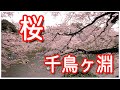 東京の桜 満開の千鳥ヶ淵 緑道