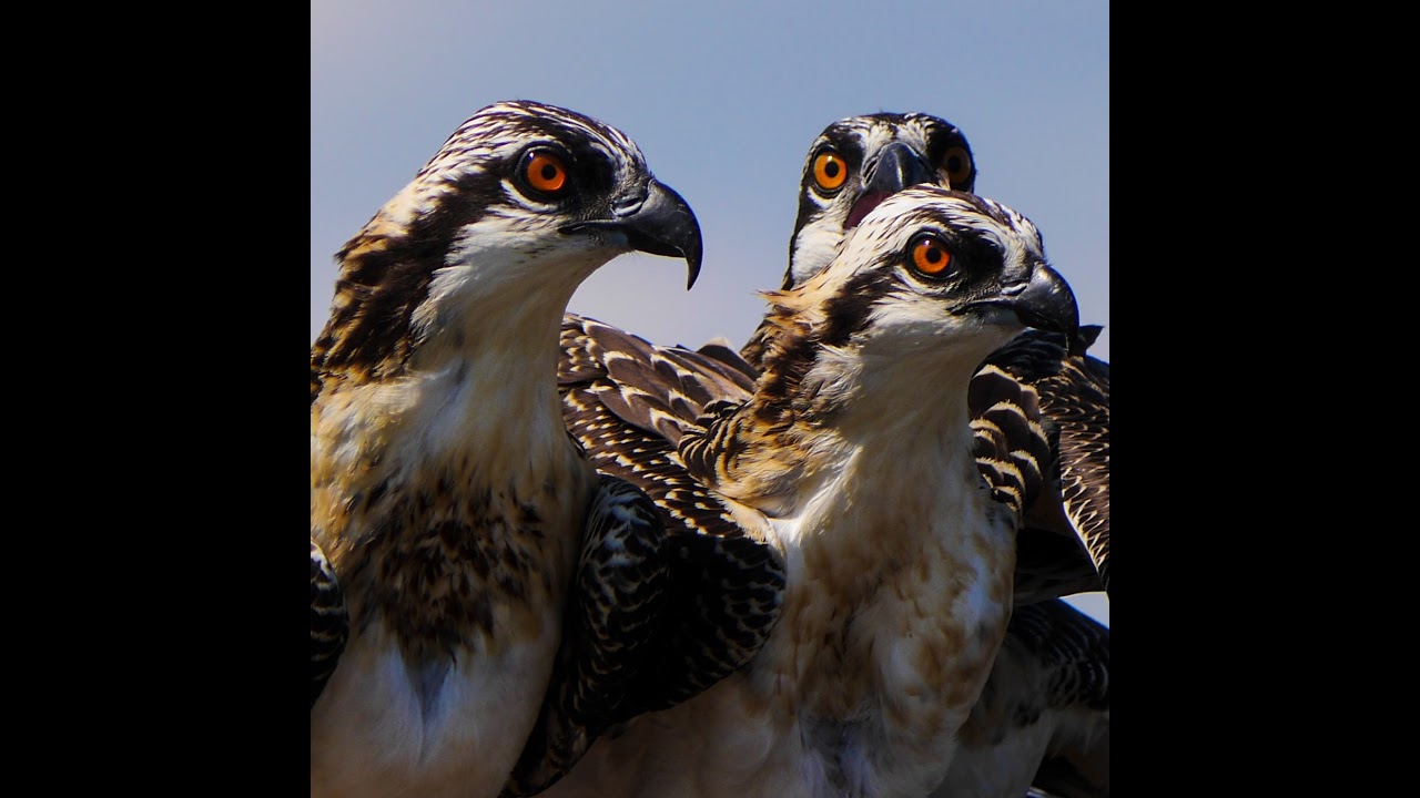 Colonial Beach Osprey Nest Cam
