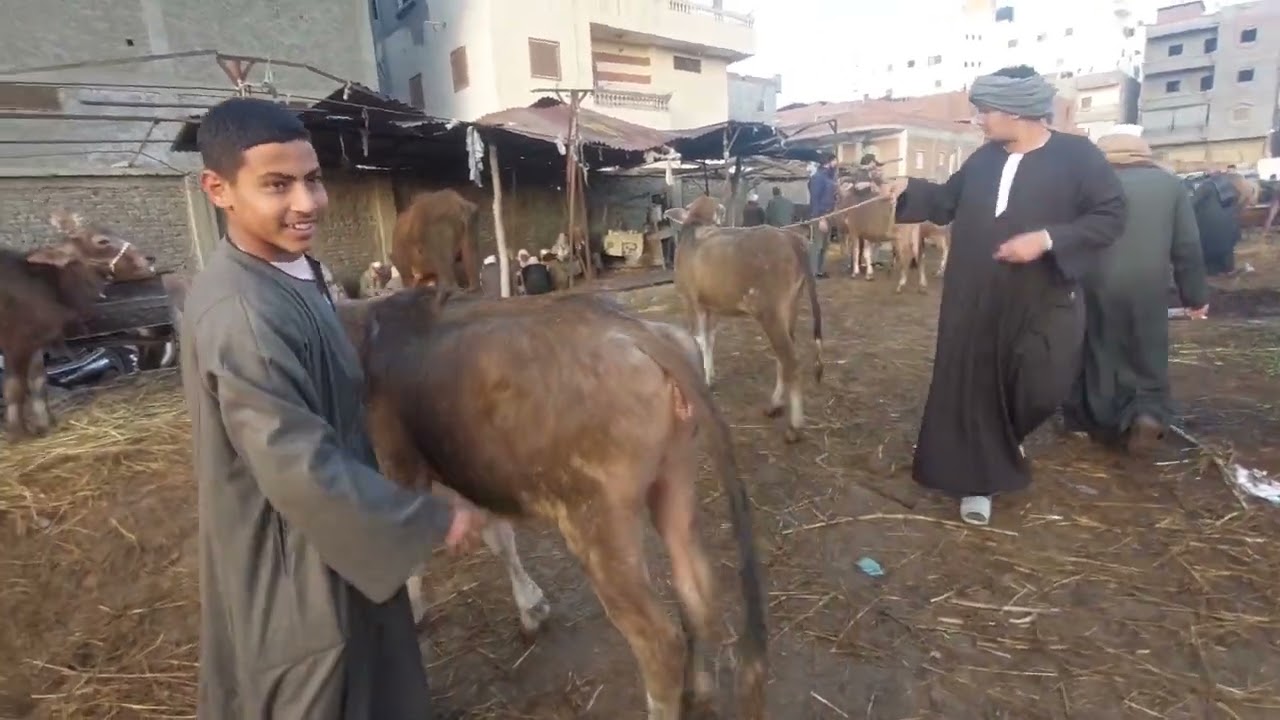اسعار العجميات الجاموس 🐃 من سوق مواشي الحامول كفر الشيخ 