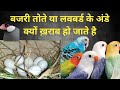 Infertility problem in love birds and budgies birds infertility infertile asimpathan trending