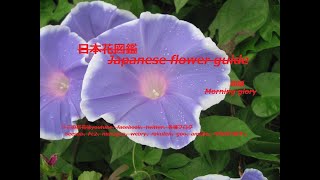 美しい朝の顔？！Beautiful morning face? !!  朝顔（あさがお）Morning glory季節の花　日本花図鑑　Japanese flower guide