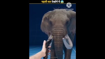 what if you shot an elephant 🤔🤔#viral #trending #shorts #facts #elephant