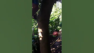 Tamarii Katiu Makemo 2 