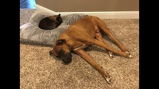 Cat Steals Dog's New Bed by Sunburnt&Smiling 2,190 views 5 years ago 3 minutes, 6 seconds