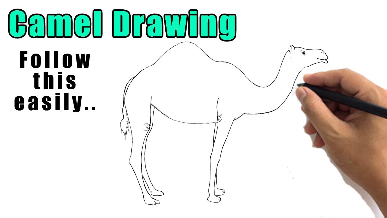 Camel Outline Drawing Easy | How to Draw a Camel Step by Step ...