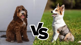 Springerdoodle vs Shollie: The Mixed Breed Comparison