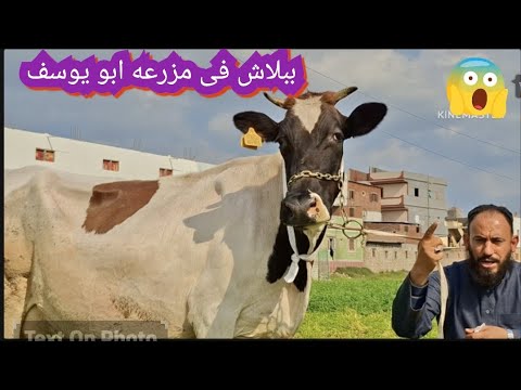 اللي عنده معزتين النهارده هيربط مكانهم بقره من داخل مزرعه ابو يوسف