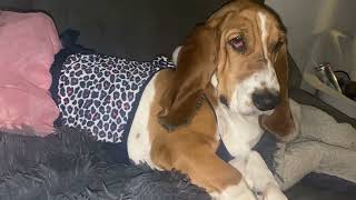 Basset Hound Puppy by Ceemoon the Basset Hound 1,421 views 2 years ago 1 minute, 47 seconds