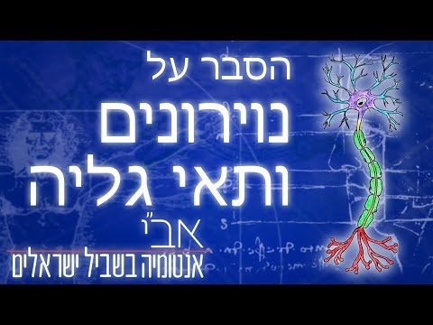 וִידֵאוֹ: מה תפקידו של המיאלין?