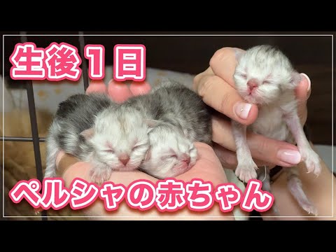 ペルシャ猫の赤ちゃん生後1日だと○○も出来ないの?!