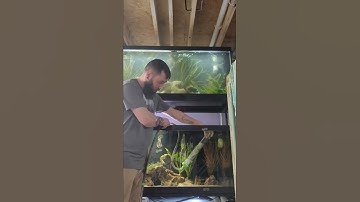 How to properly start a siphon for a water change on your aquarium