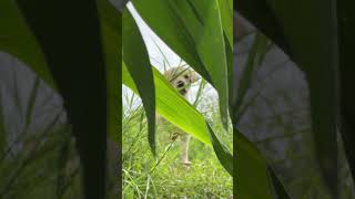 I Hid the Camera Low… He Found It Instantly