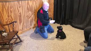 Beautiful Home Raised Giant Schnauzer Puppy "Corrie" 8 Wks The Proof Is In The Pudding