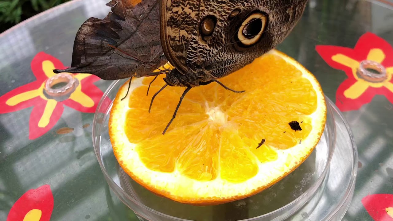 Botanischer Garten Munchen Schmetterlinge 2019 Munich Youtube