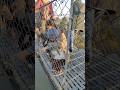 jhaliko nepali lok popular song #lokgeet #jhaliko #viralvideo #viralshort #viralsong overheadbridge