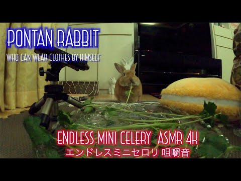 Endless Mini Celery Eating ASMR｜エンドレスミニセロリを食べるうさぎの咀嚼音 #072