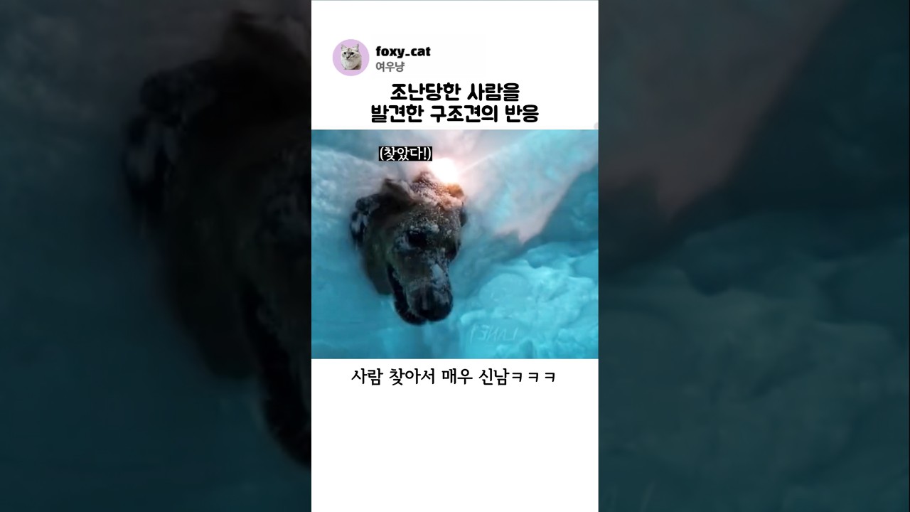 조난당한 사람을 발견한 구조견들의 반응