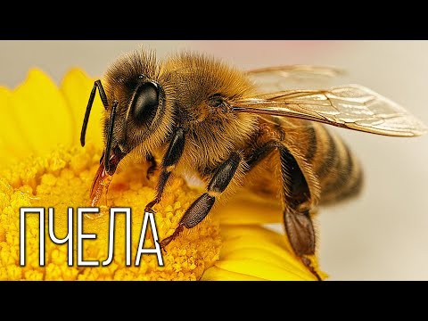 Видео: У медоносных пчел образуются неоплодотворенные яйца?