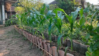 cara menanam jagung di raised bad || how to grow corn in raised bad