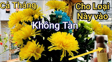 Chỉ Cần 2 Bí Quyết Này Giúp Hoa Tươi Cực Lâu & Nước Không Bị Hôi Thối