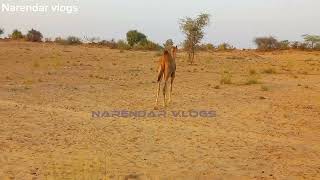 camel in desert area @LuckyCamel11 @adesert @Beauty.Secret1 @ezzaldenaljammal95