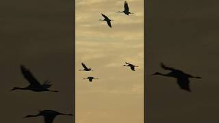 Sandhill Cranes #texas
We caught up with one of Texas’ most spectacular winter visitors.
Every year, thousands of sandhill cranes come to Texas for the winter. Their calls can be heard for miles away ( Sound on )
With a 5-foot wingspan, these tall, gray birds gather along the Texas coast and in the Panhandle,
The wetlands around Houston are a hot spot. This footage was captured at the Coastal Prairie Conservancys Katy Prairie Preserve.
Our video producers went undercover among the flock while working on a story about one of Texas’ natural wonders.
More on Sandhill Cranes ⬇️
https://tinyurl.com/c9bwcu4k
#sandhillcranes #texasoutdoors #tpwd #tpwdiscover #wildlifeconservation Sandhill Cranes #texas