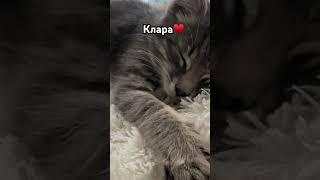 Клара #спасенноеживотное #деревенскаяжизнь #cat #моякошка #доброесердце #жизньмамыидомохозяйки