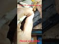 Vivo y53 ke charging jumper
