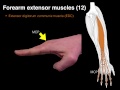 Forearm extensor muscles