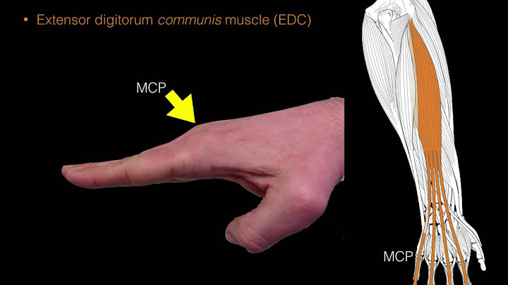 Forearm extensor muscles