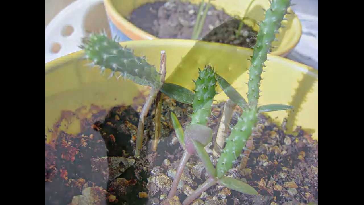Prickly pear cactus plants germinated from seeds in different