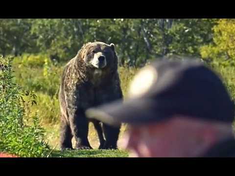 The Grizzly That Attacked Kathryn Hiestand & Kelsy Running Wolf In Glacier National Park