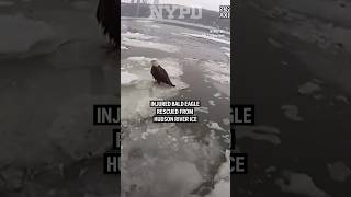 Injured bald eagle rescued from Hudson River ice
