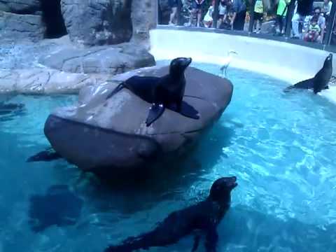 Sea Lions Crying For Food