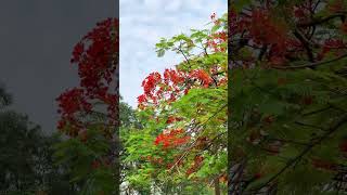 #viral flowers#viral#flower#viralflowers#viralvedeo#reels#real#love