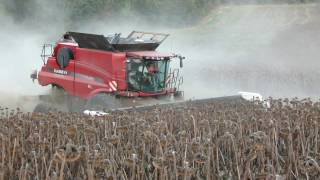 HILLSIDE COMBINE ! / Moisson du tournesol en coteaux / CASE IH 9230 et moresil 10 mètres