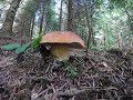 grzyby borowiki prawdziwki gołąbki i kania grzybobranie 08.07.2020. Белый гриб mushrooms