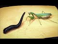 कीड़े मकोड़ो की सबसे खतरनाक लड़ाइयाँ जो कैमरे में कैद हो गयीं!TOP 5 INSECTS FIGHTS CAUGHT ON CAM PART 2