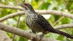 Burung Sirit Uncuing / Burung Tuwu, Burung Penuh Mitos Dan Berharga Tinggi  - Durasi: 4:55. 