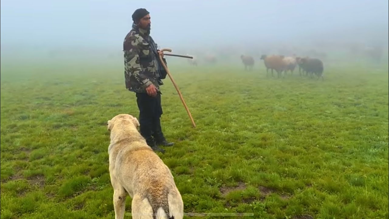 YAYLADA SİS VE YAĞMUR  —PEYNİR NASIL KORUNUR