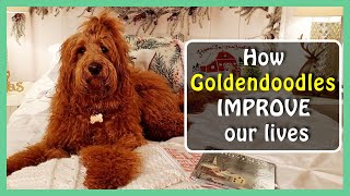 GOLDENDOODLES: 5 Ways they’re AMAZING for OUR WELLBEING