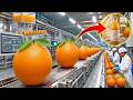 Proceso De Producción: Cómo Millones De Naranjas Se Convierten En Jugo Premium Diario | fabricación